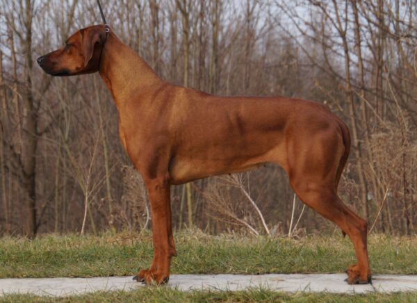 Rodrison Ridgeback Rhodesian Ridgeback 2 – Rhodesian Ridgeback