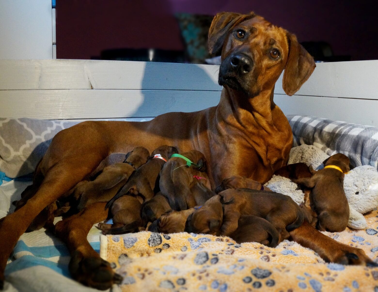 Zejak Ridgebacks Puppies Szczeniaki – Rhodesian Ridgeback