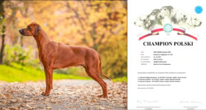 Cor Caroli Heat of a King Champion Polish