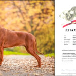 Cor Caroli Heat of a King Champion Polski